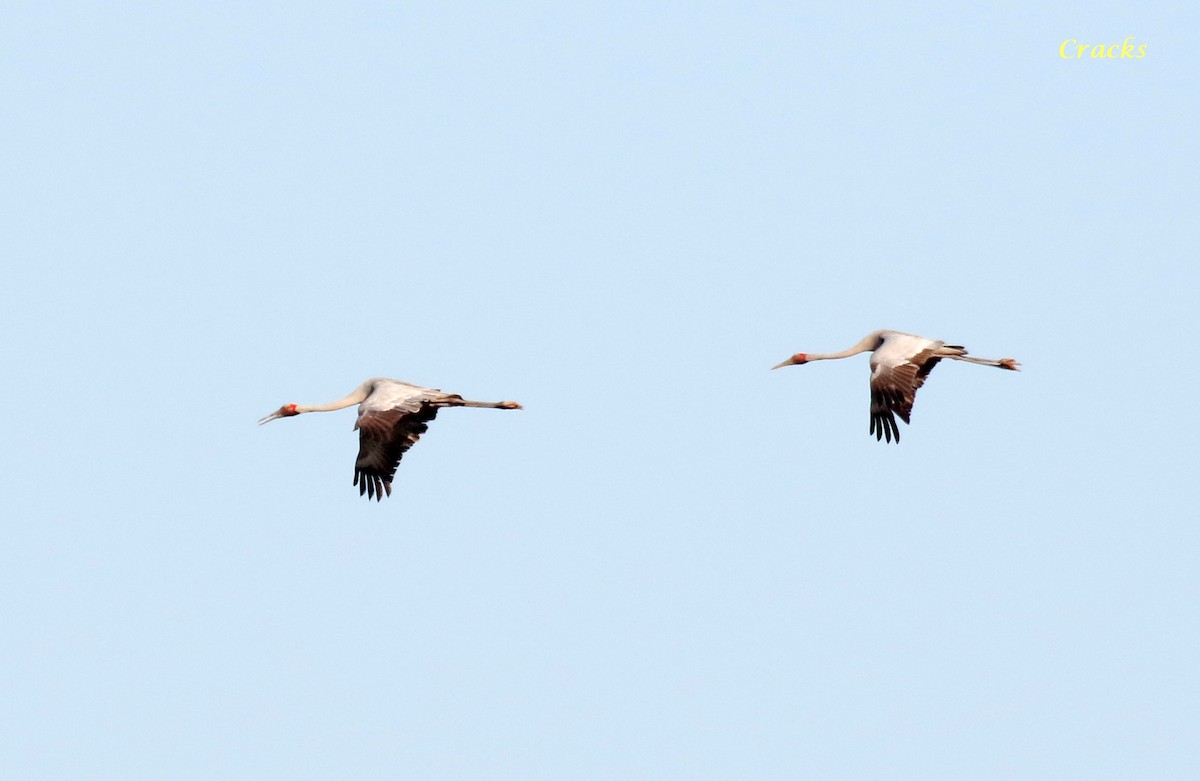 Grulla Brolga - ML494646931