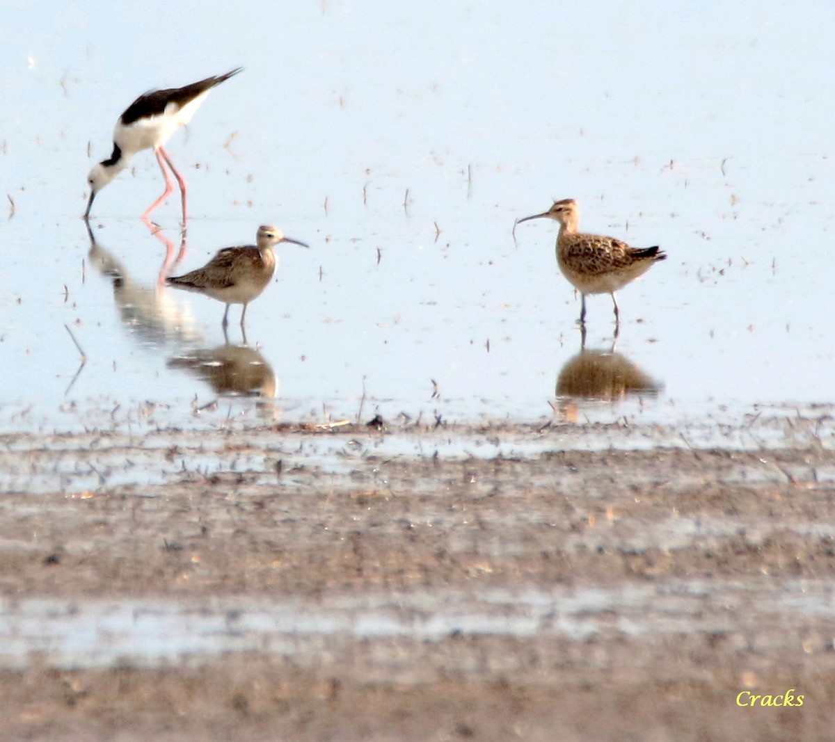 Little Curlew - Matt McCrae