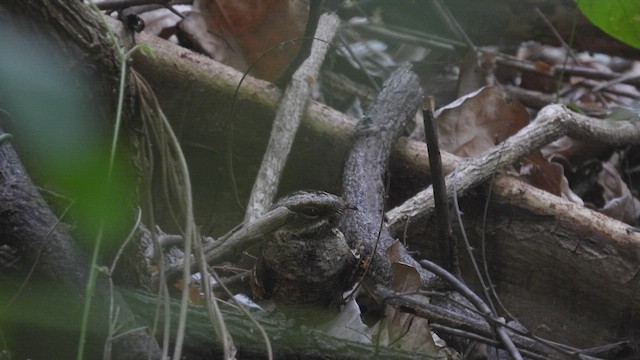 Timor Nightjar - ML494647421