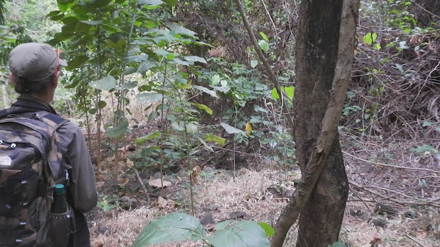 Timor Nightjar - ML494647561