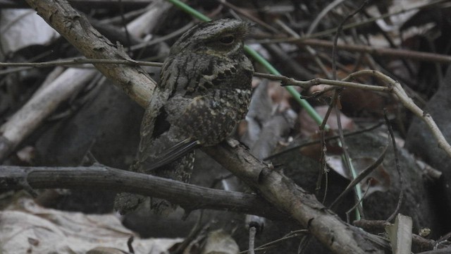 Timor Nightjar - ML494647581