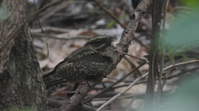 Timor Nightjar - ML494647631