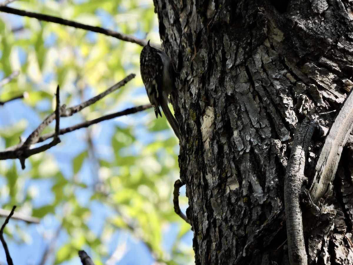 Brown Creeper - Daniel Casey