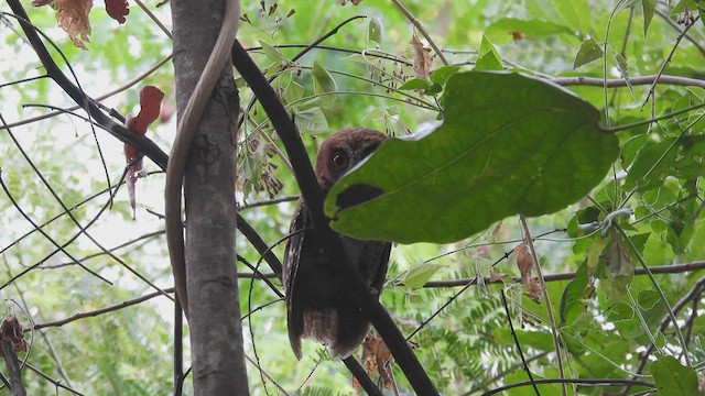 Wetar Scops-Owl - ML494648221