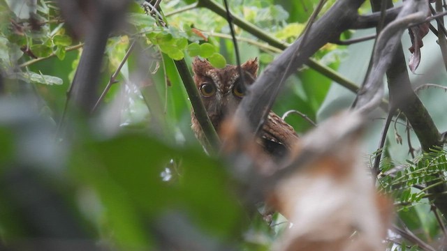 Wetar Scops-Owl - ML494648231