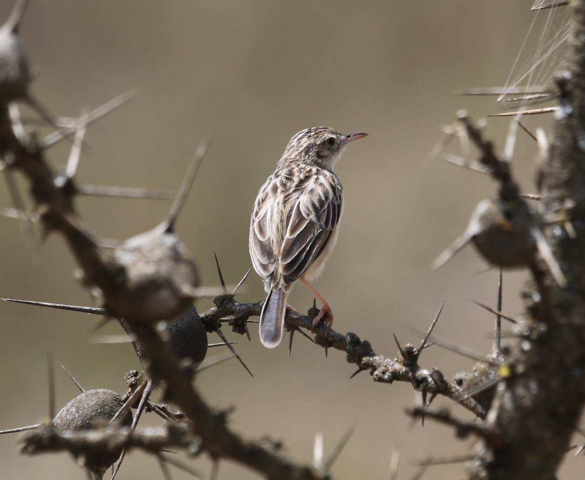 Desert Cisticola - ML494649221