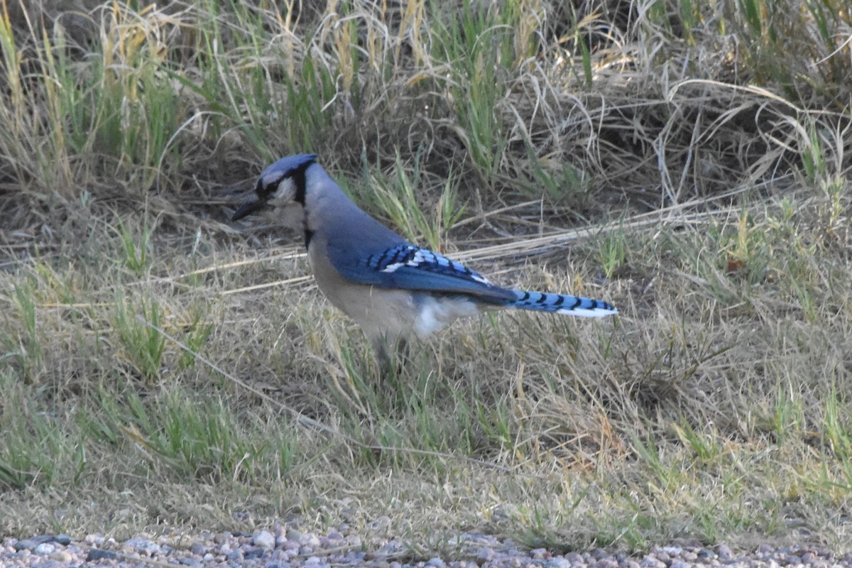 Blauhäher - ML494650711