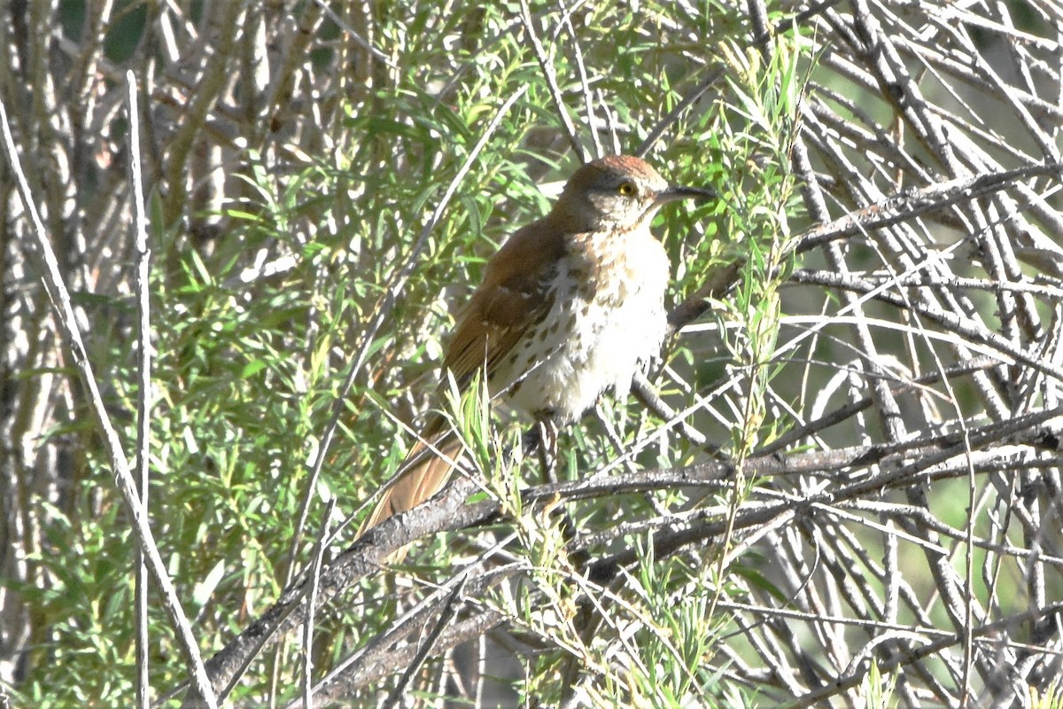 Brown Thrasher - ML494650731