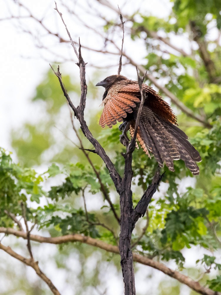 Pheasant Coucal - ML49465091
