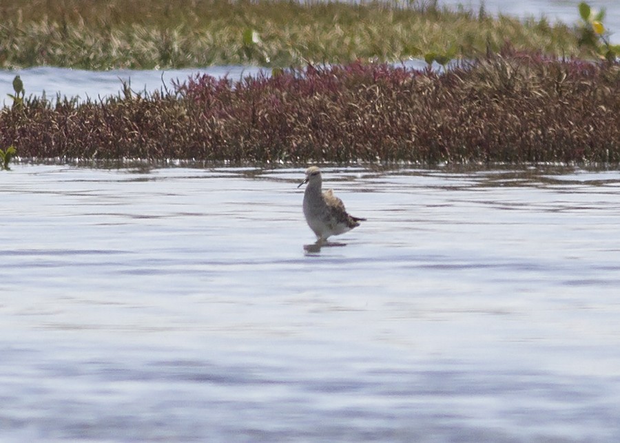 Kampfläufer - ML49465151