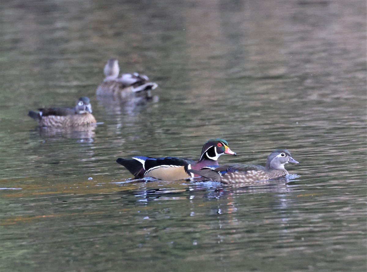 Anatra sposa - ML494651821