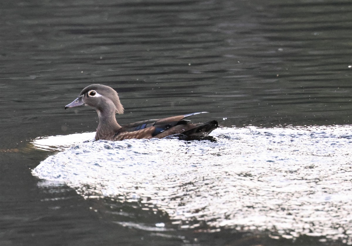 Anatra sposa - ML494651901