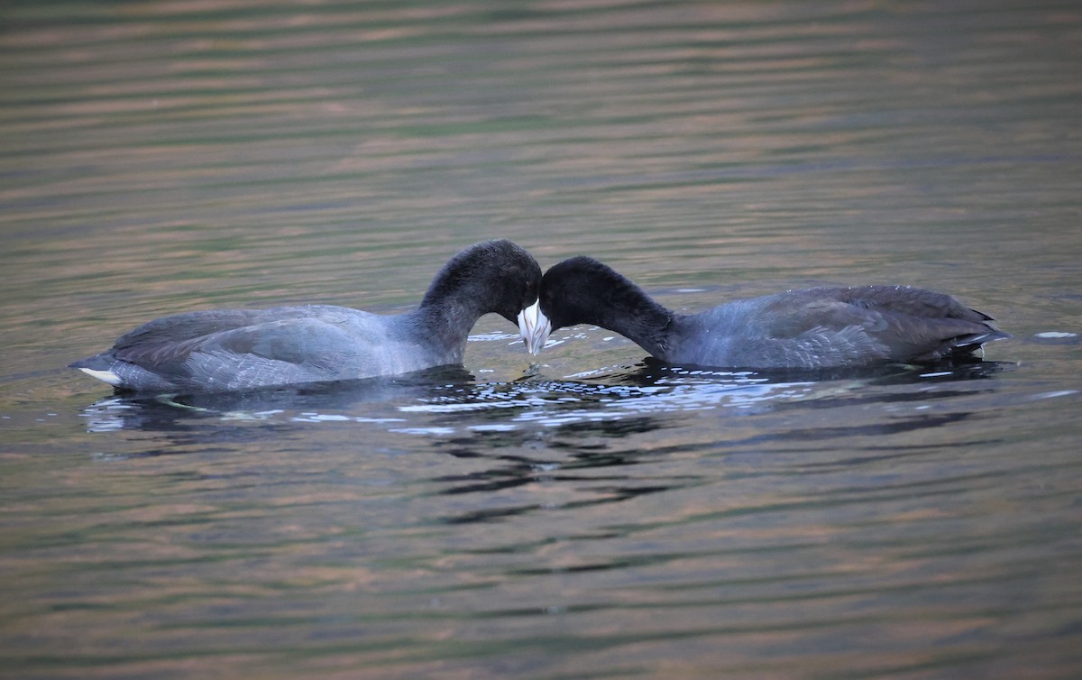 American Coot - ML494652121