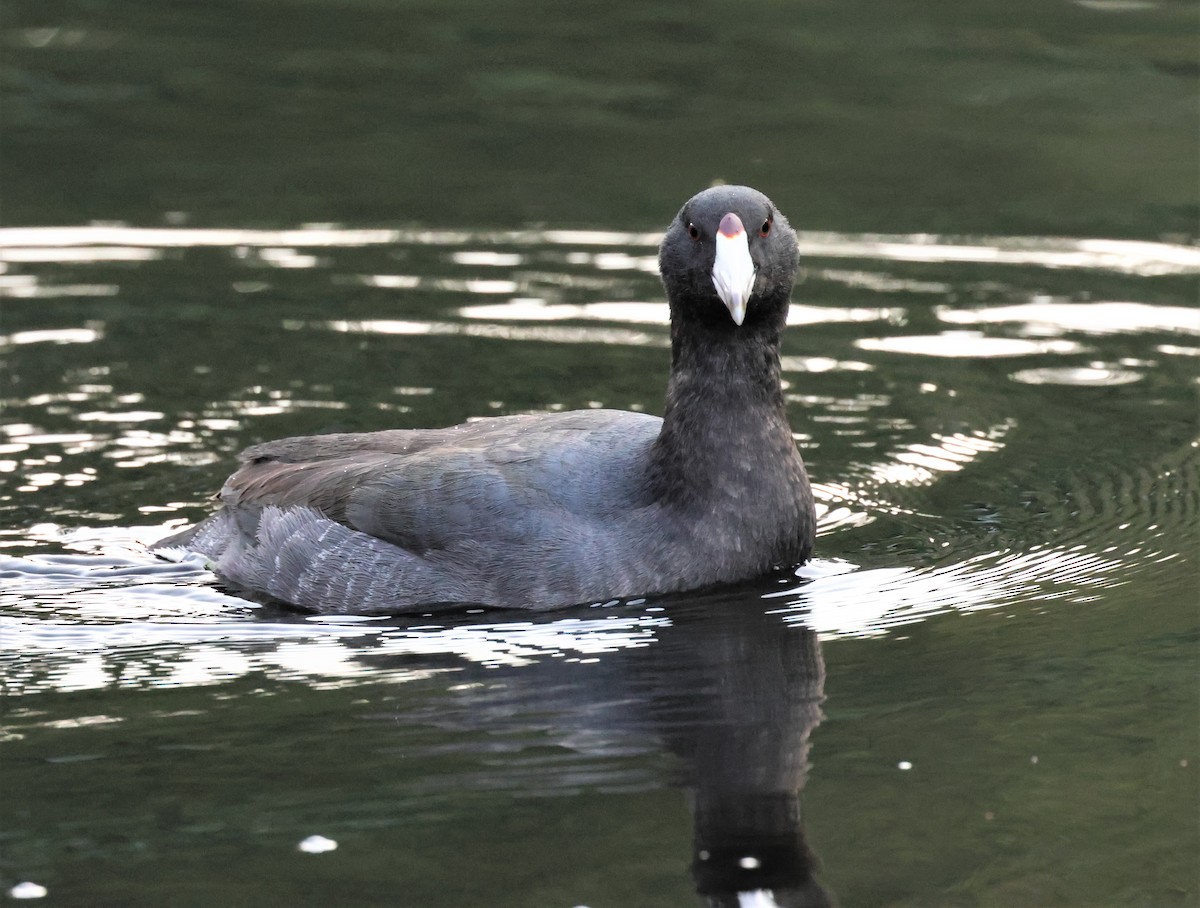 American Coot - ML494652231
