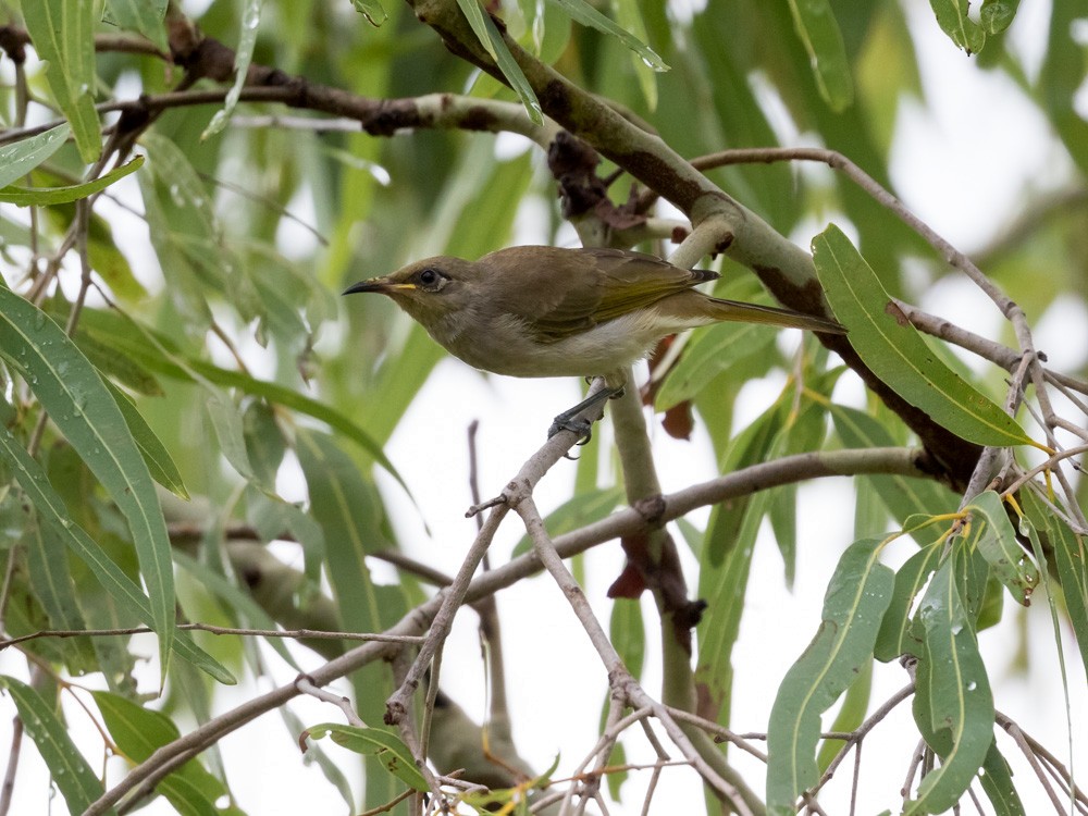 Brown Honeyeater - ML49465231