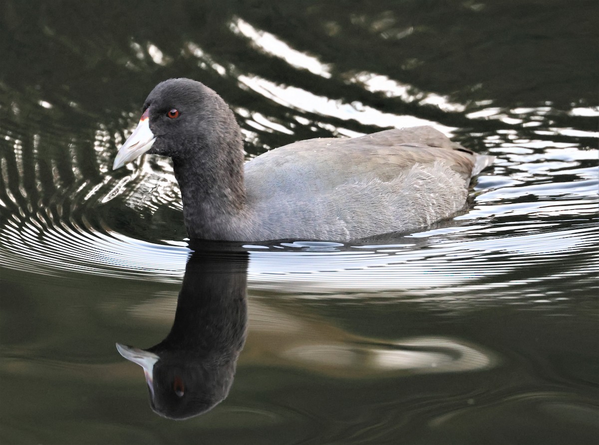 American Coot - ML494652341