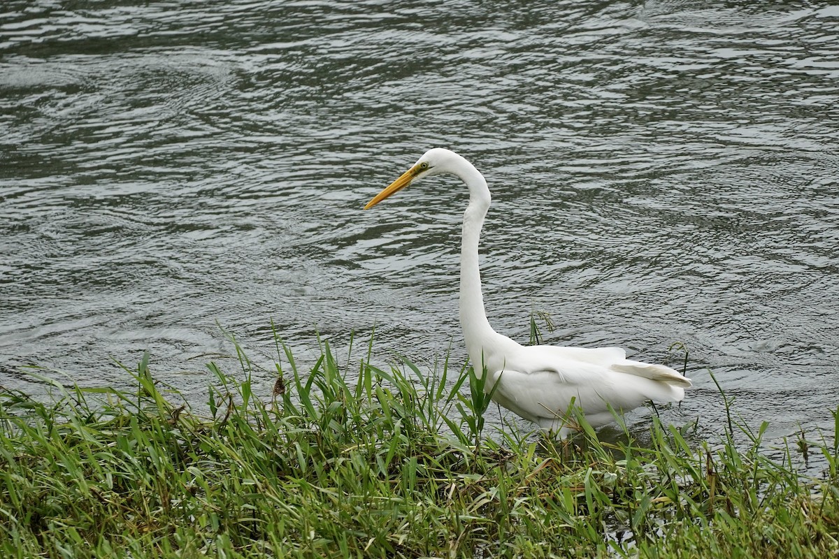 Great Egret - ML494652381