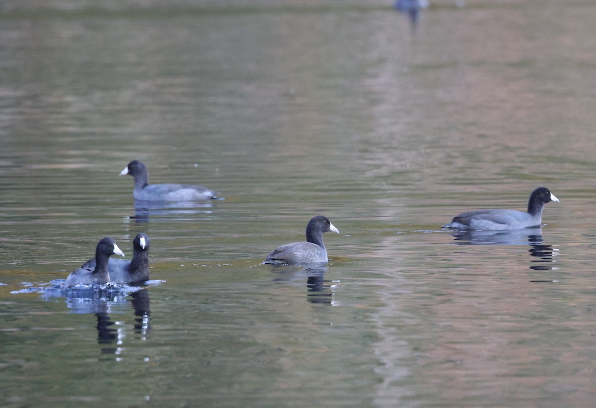 American Coot - ML494652401