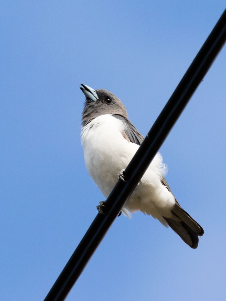 White-breasted Woodswallow - ML49465281