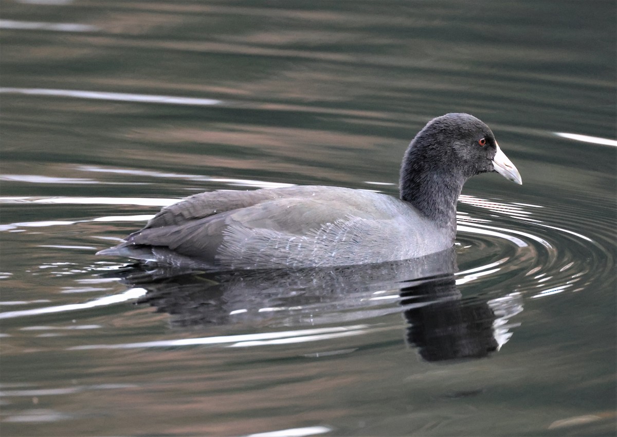 American Coot - ML494652931