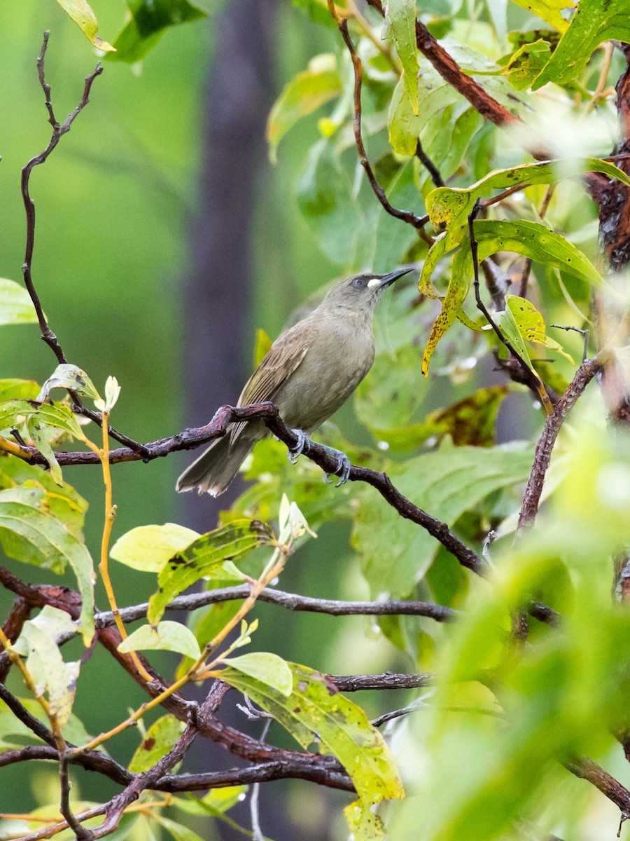 White-gaped Honeyeater - ML49465301