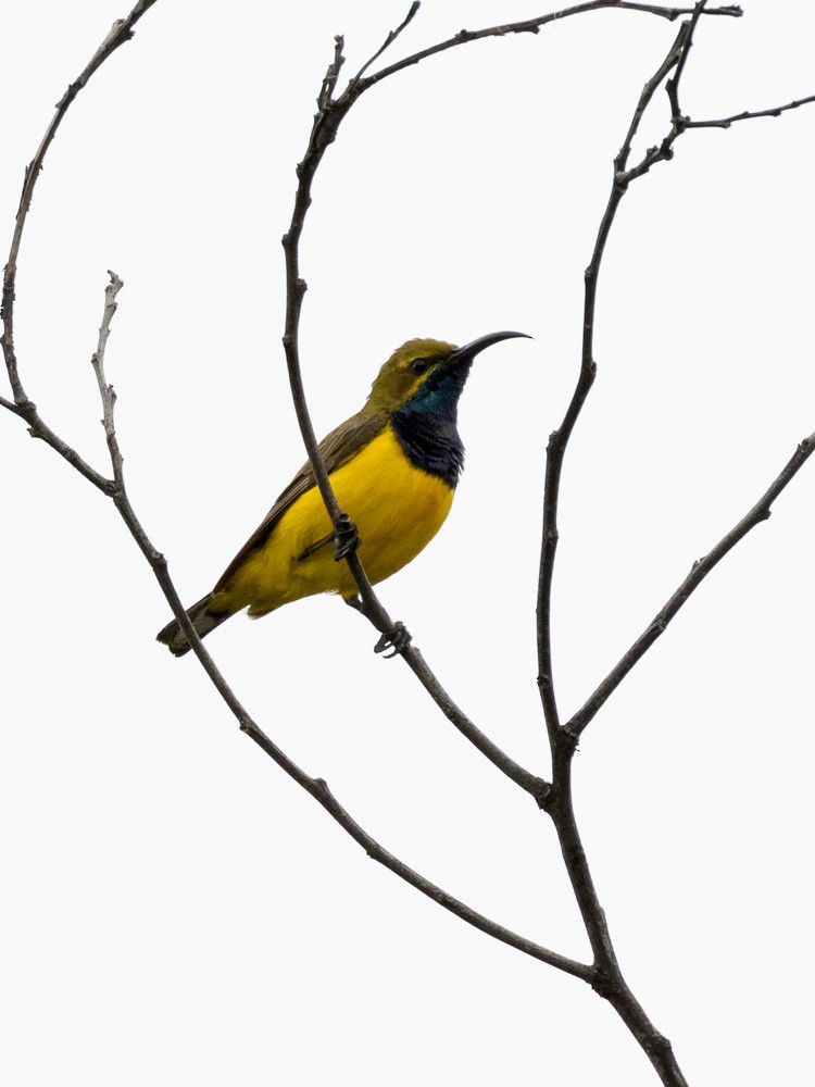Sahul Sunbird - ML49465351