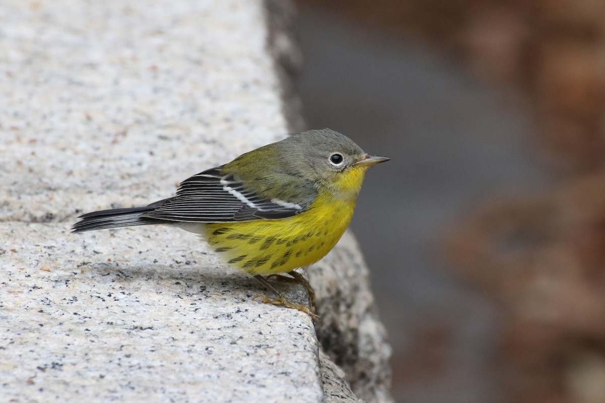 Magnolia Warbler - Steve Solnick