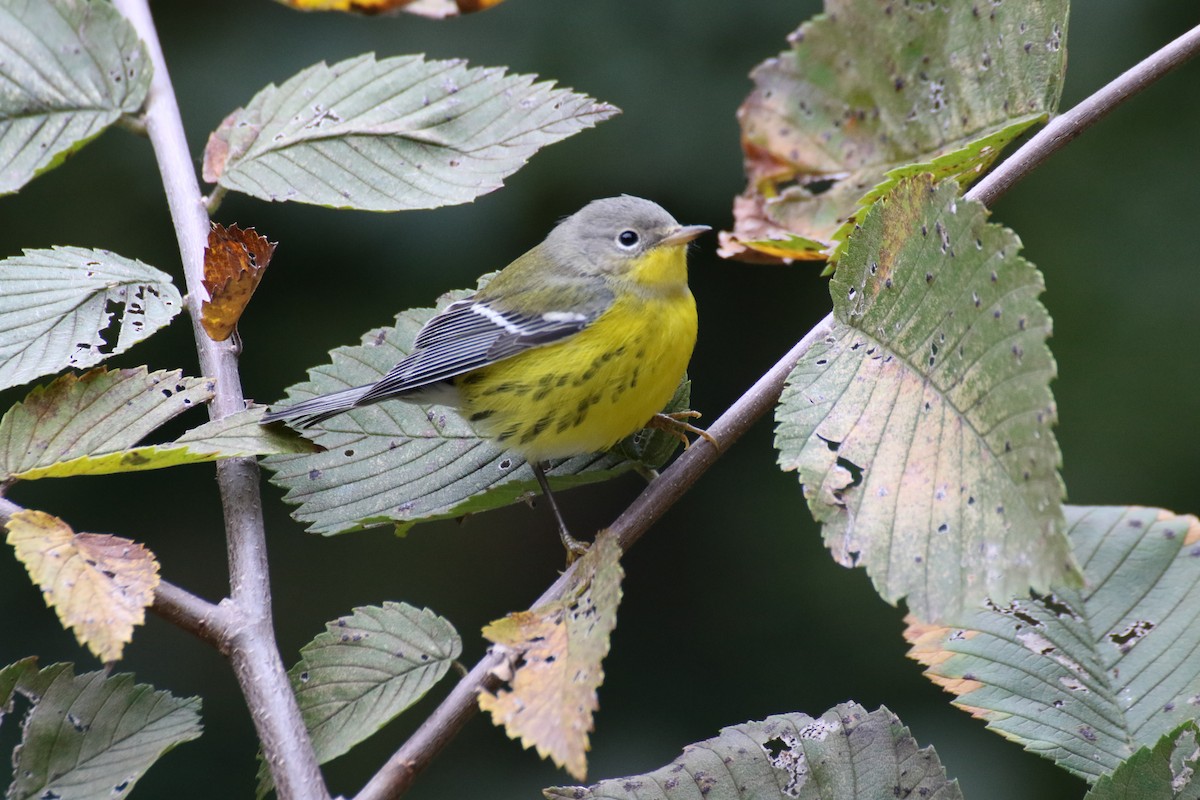 Magnolia Warbler - ML494653931