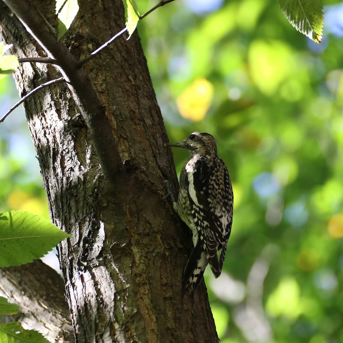 Yellow-bellied Sapsucker - ML494654261