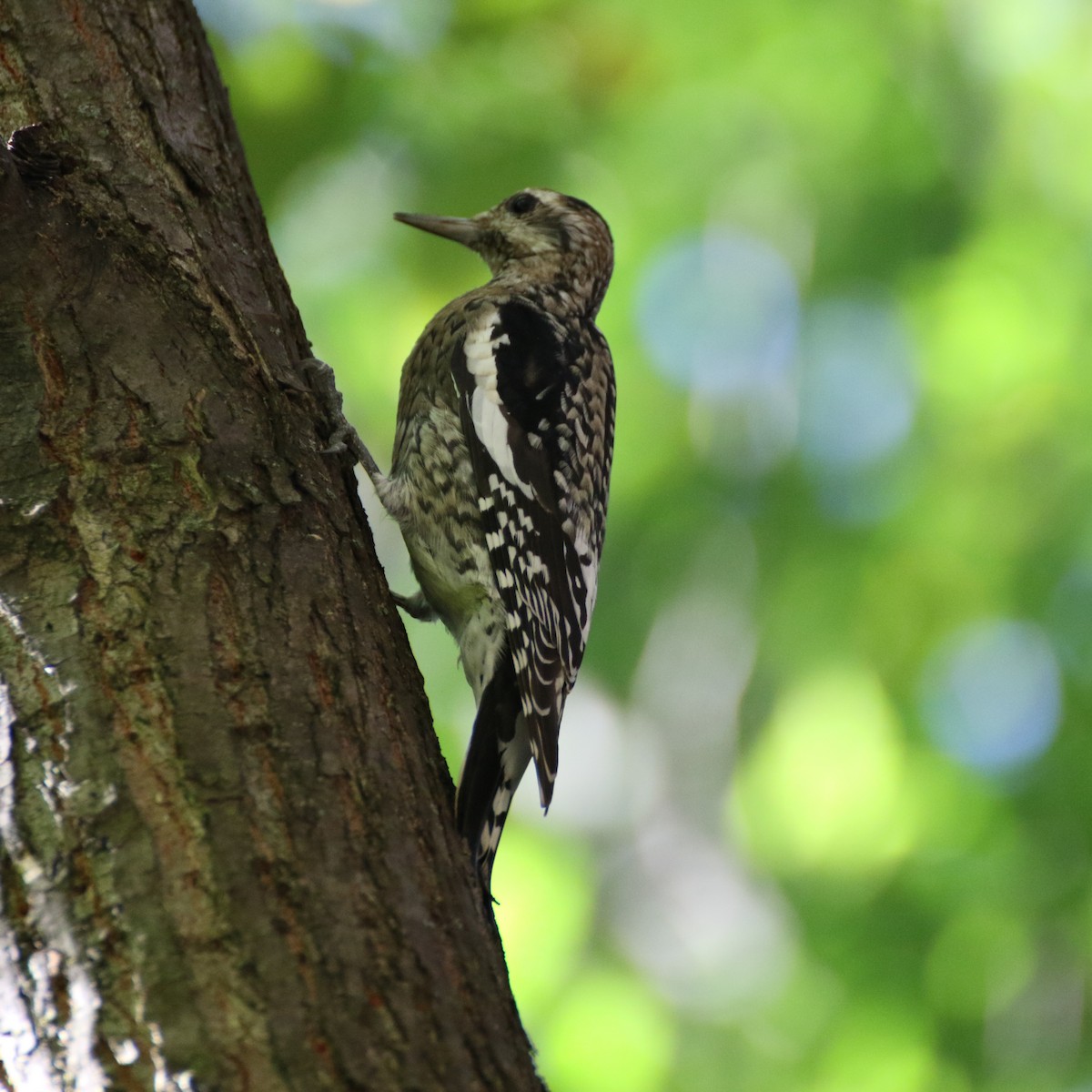 Yellow-bellied Sapsucker - ML494654271