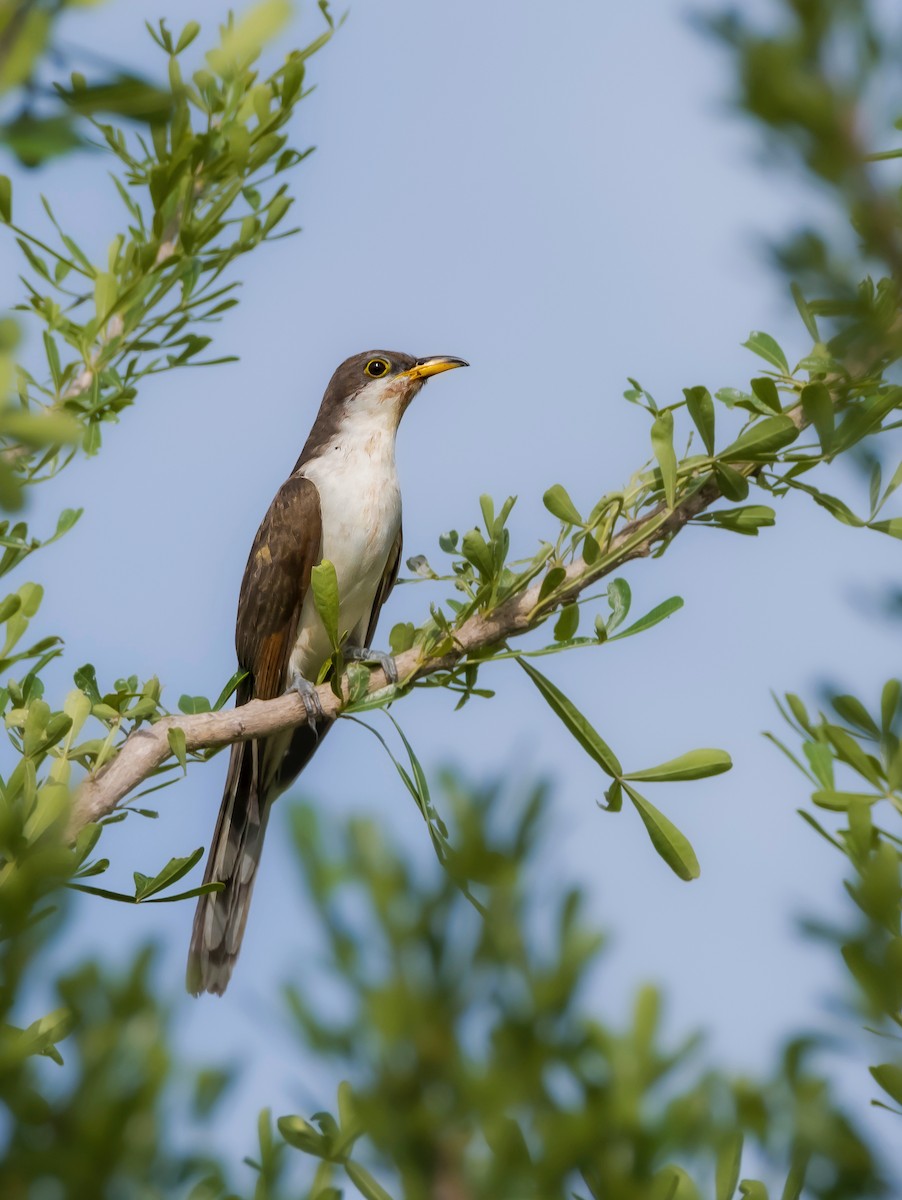 Yellow-billed Cuckoo - ML494654451