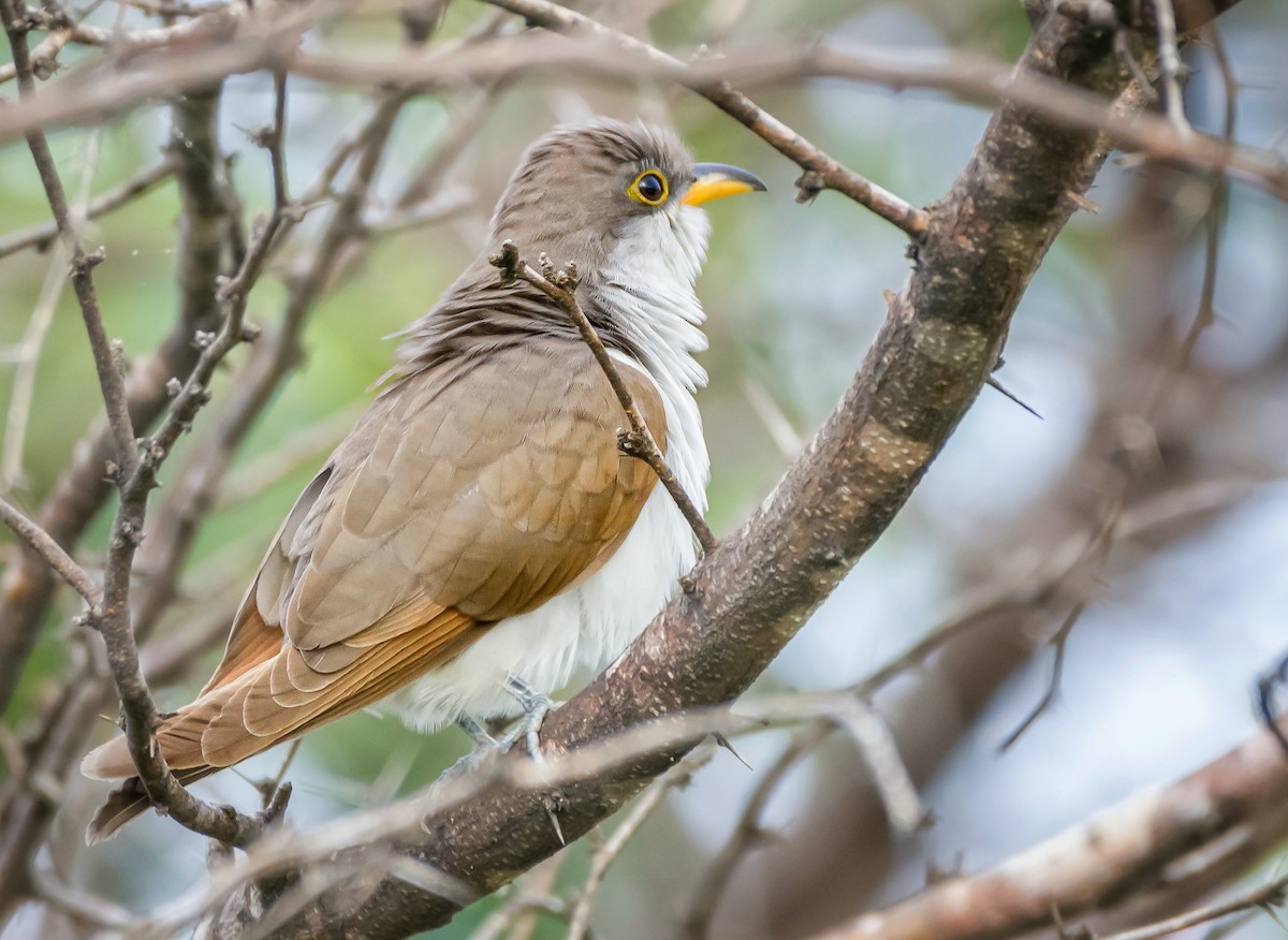 Yellow-billed Cuckoo - ML494654461