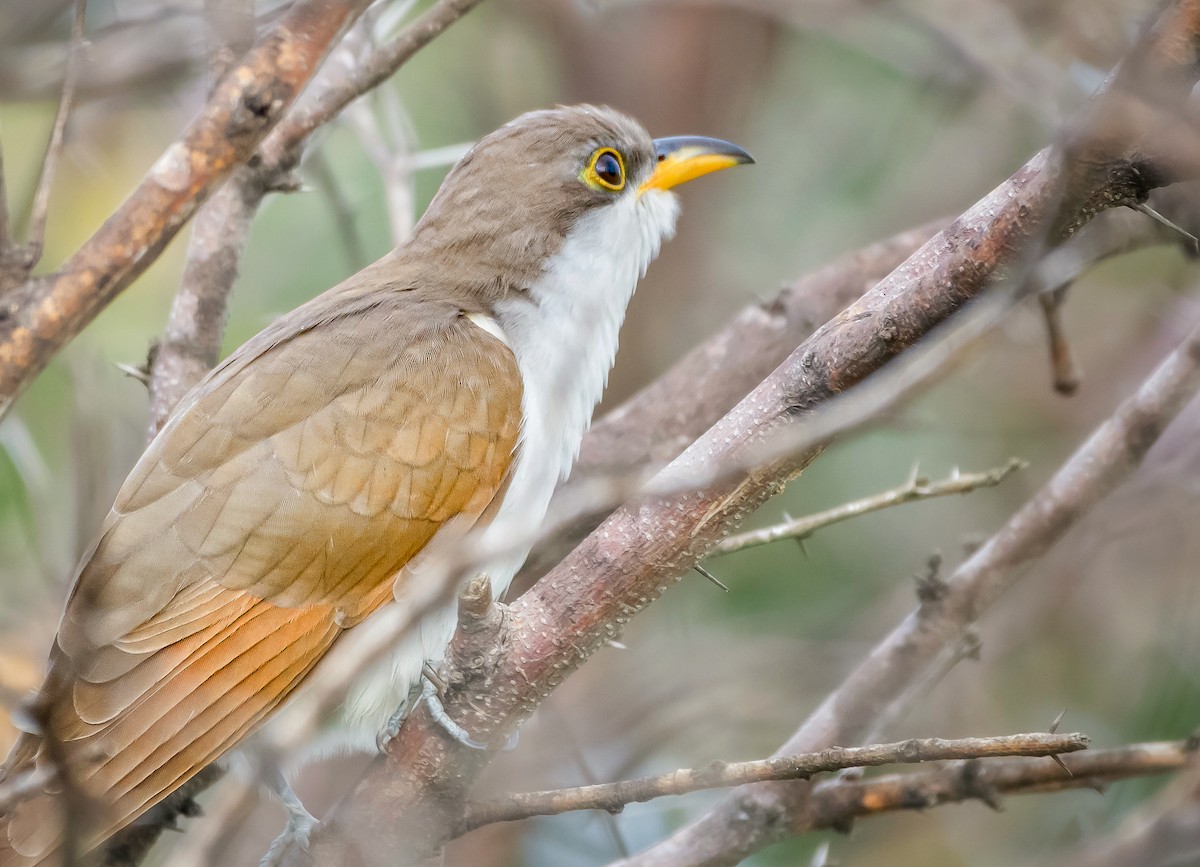 Yellow-billed Cuckoo - ML494654471