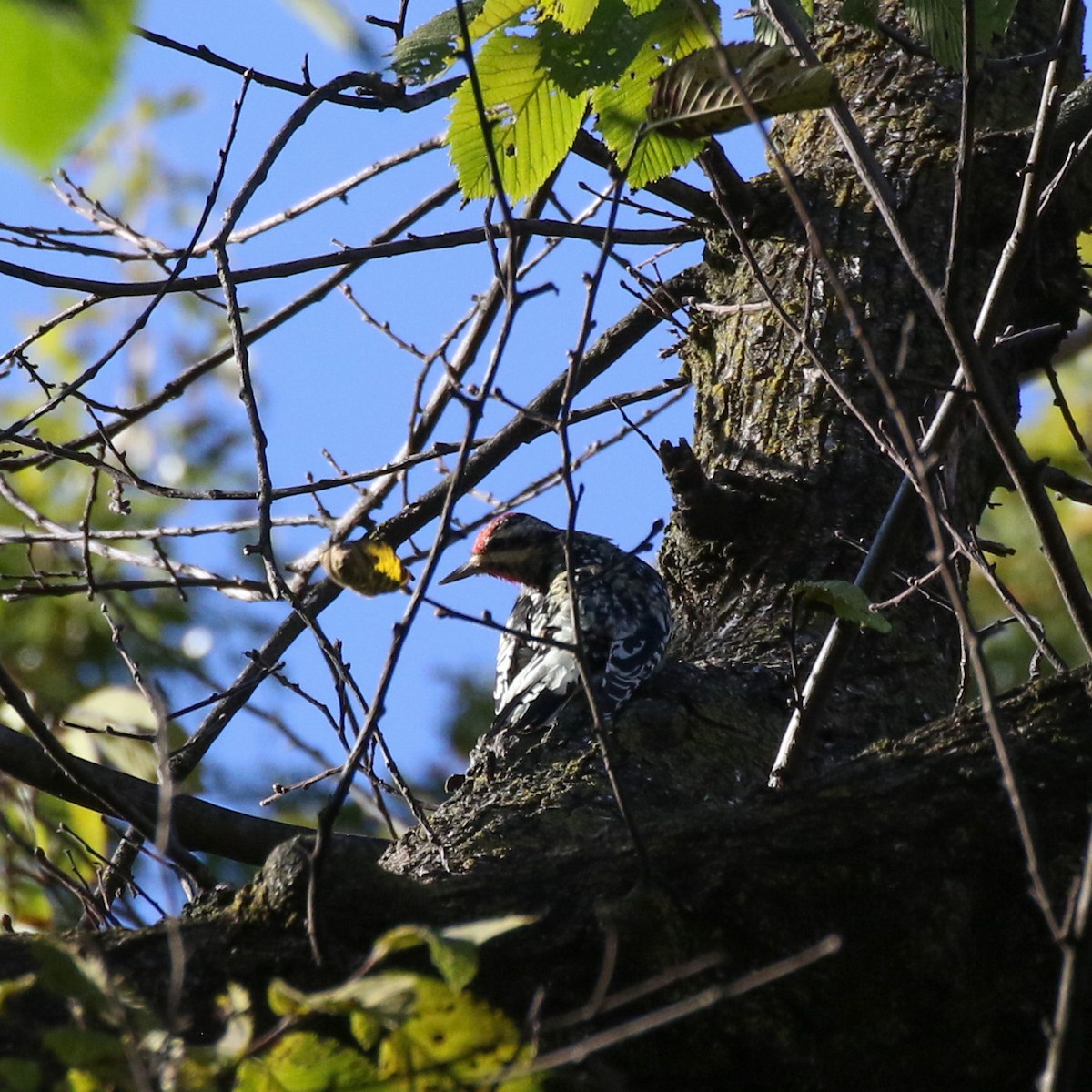 Yellow-bellied Sapsucker - ML494655101
