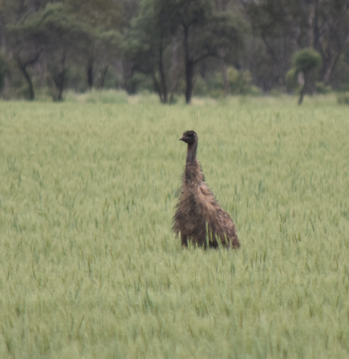 Emu - ML494655131