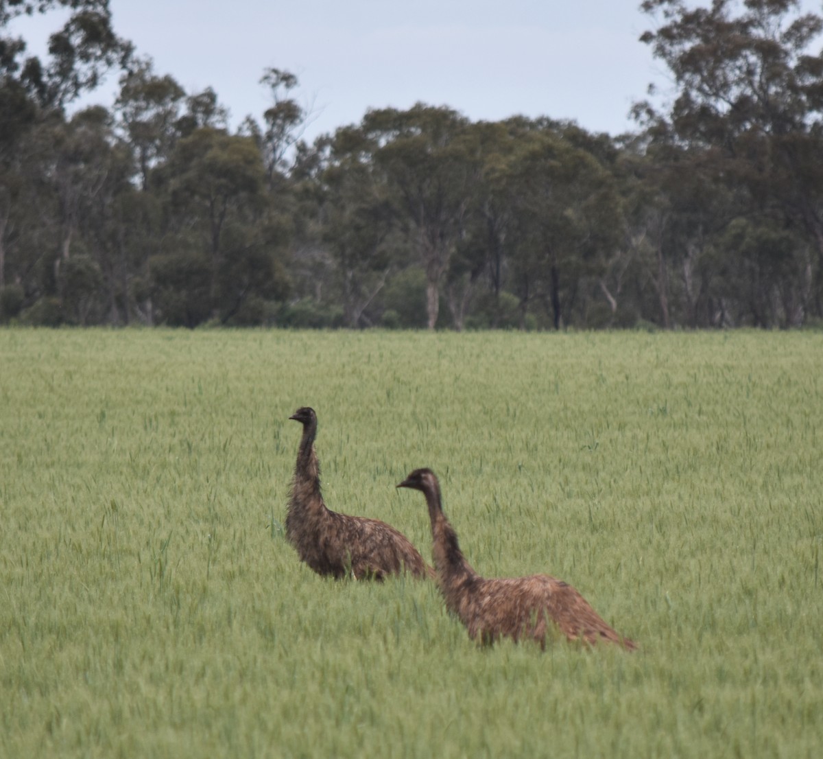 Emu - ML494655141