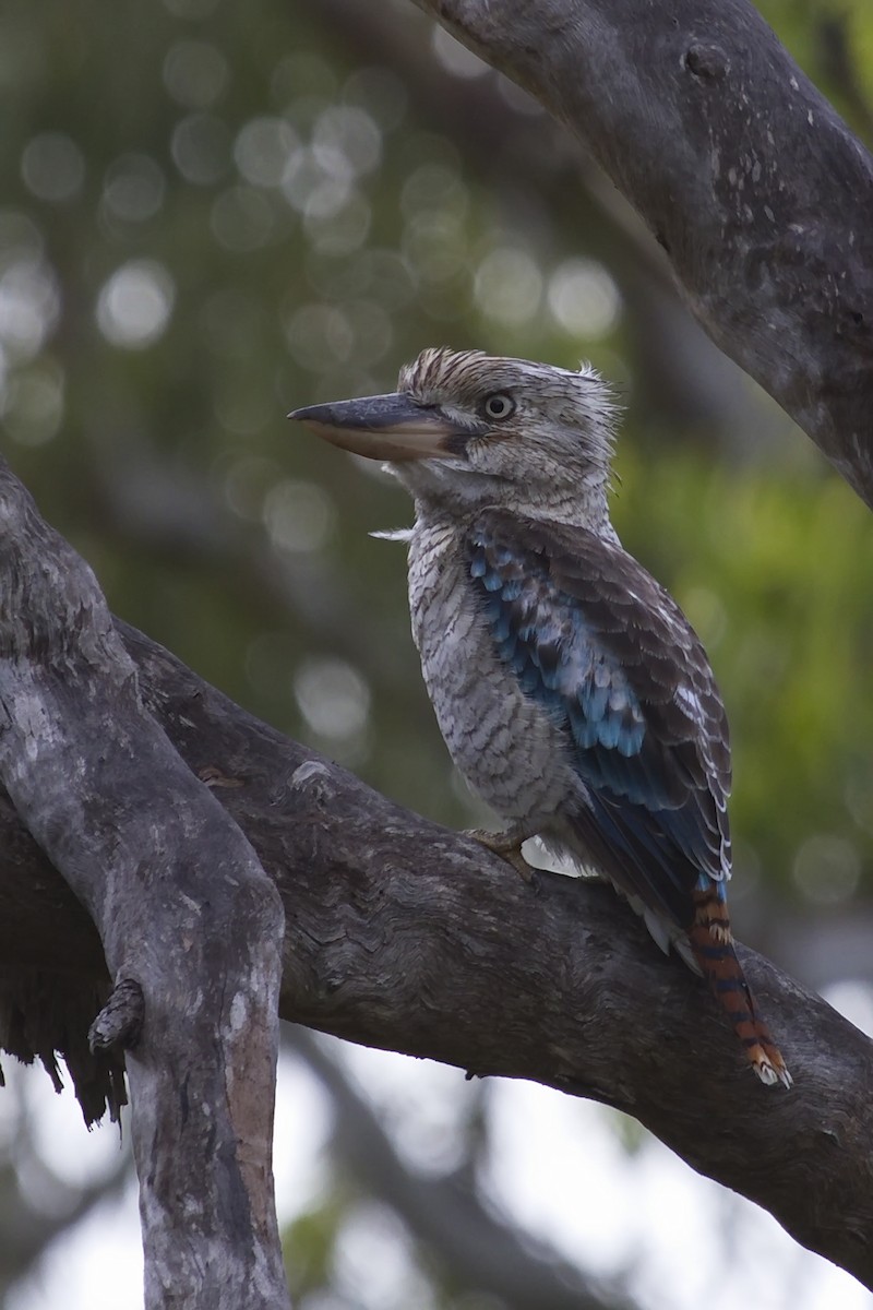 Blue-winged Kookaburra - Ed Pierce