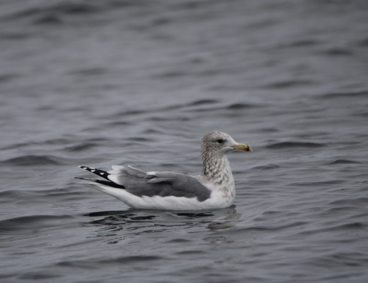 Gaviota Californiana - ML494655411