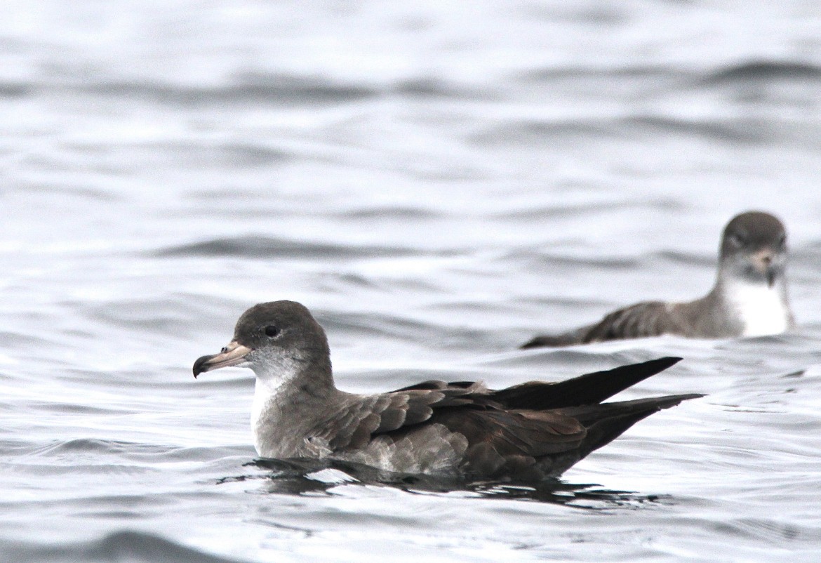 Puffin à pieds roses - ML494655501