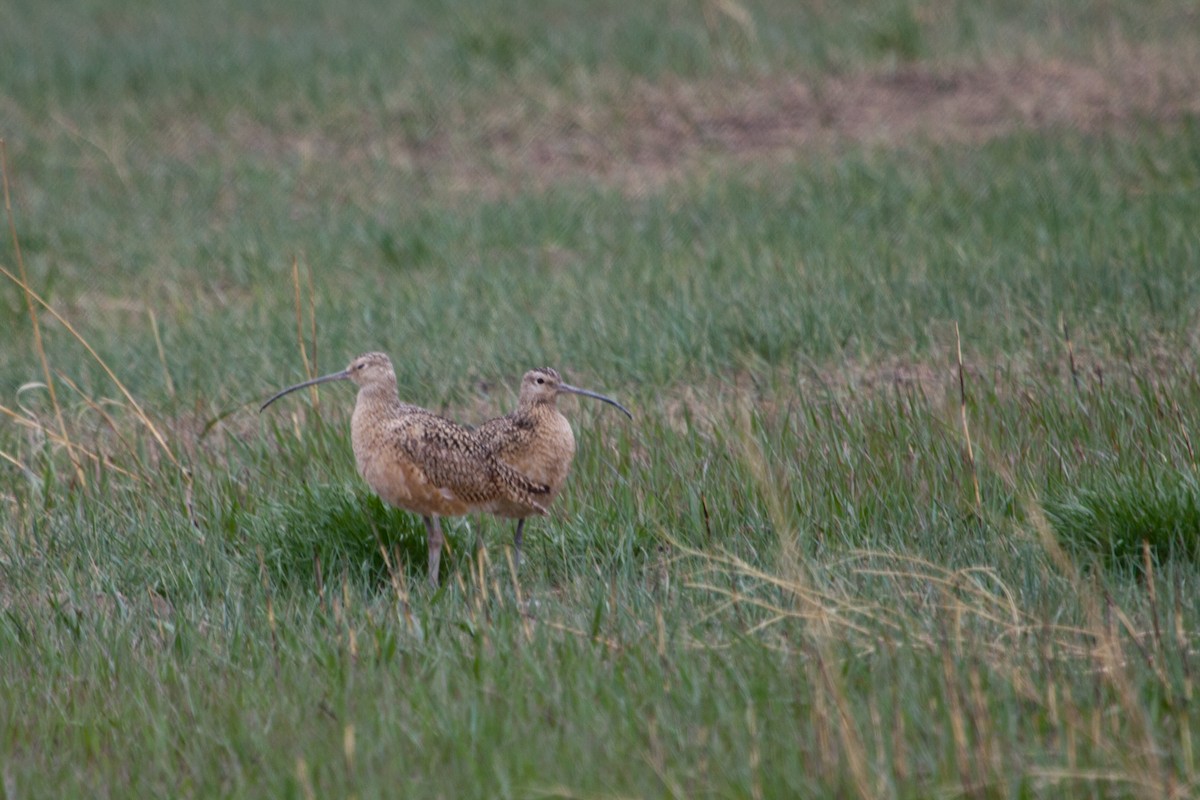 Long-billed Curlew - ML494655571