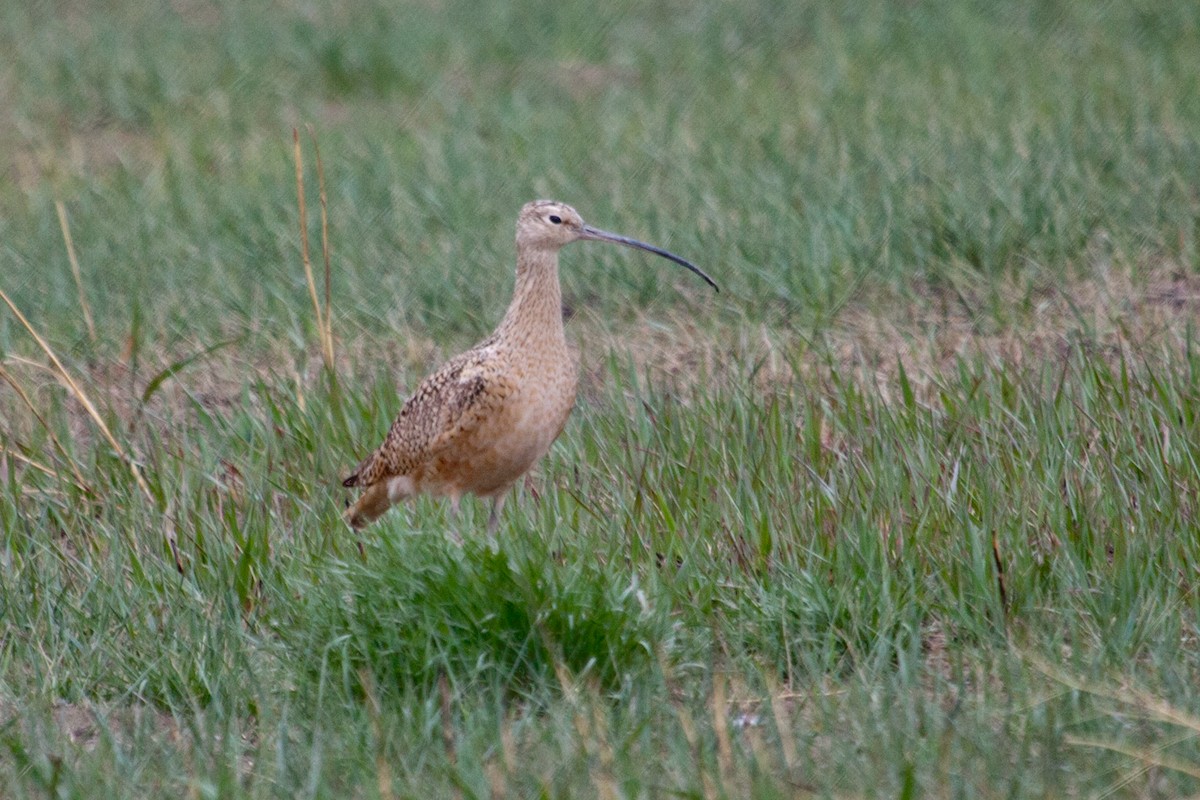 Long-billed Curlew - ML494655581