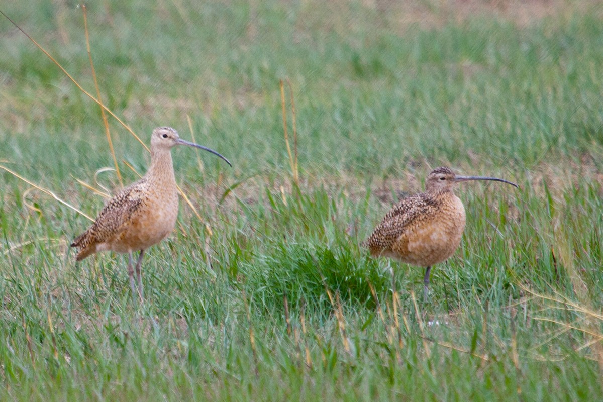 Long-billed Curlew - ML494655591