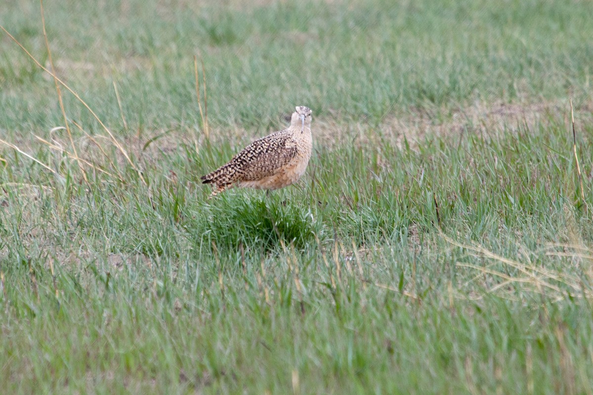 Long-billed Curlew - ML494655601