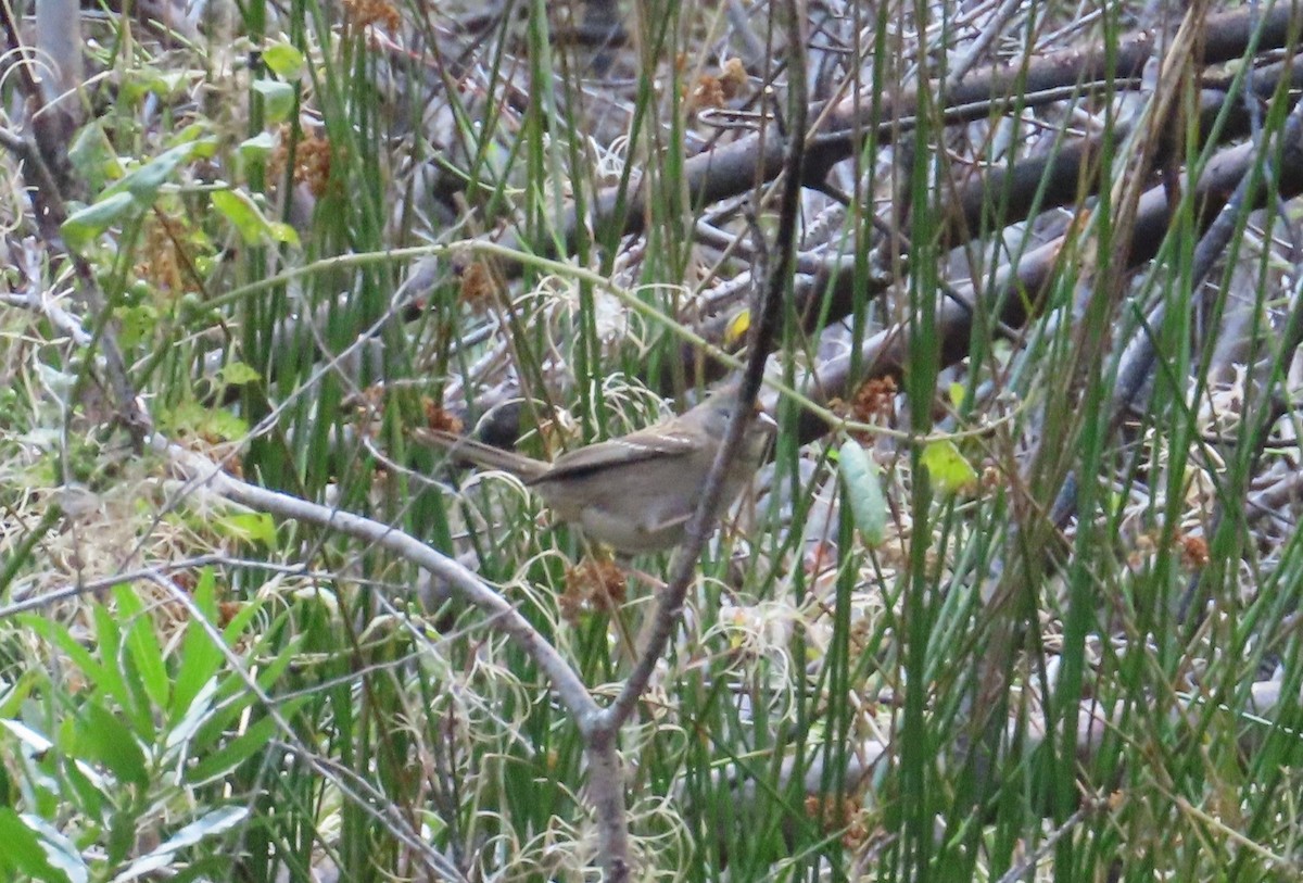 Bruant à couronne dorée - ML494655611