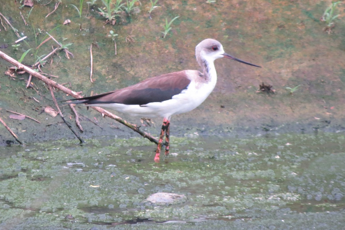 Black-winged Stilt - Niro Nobert