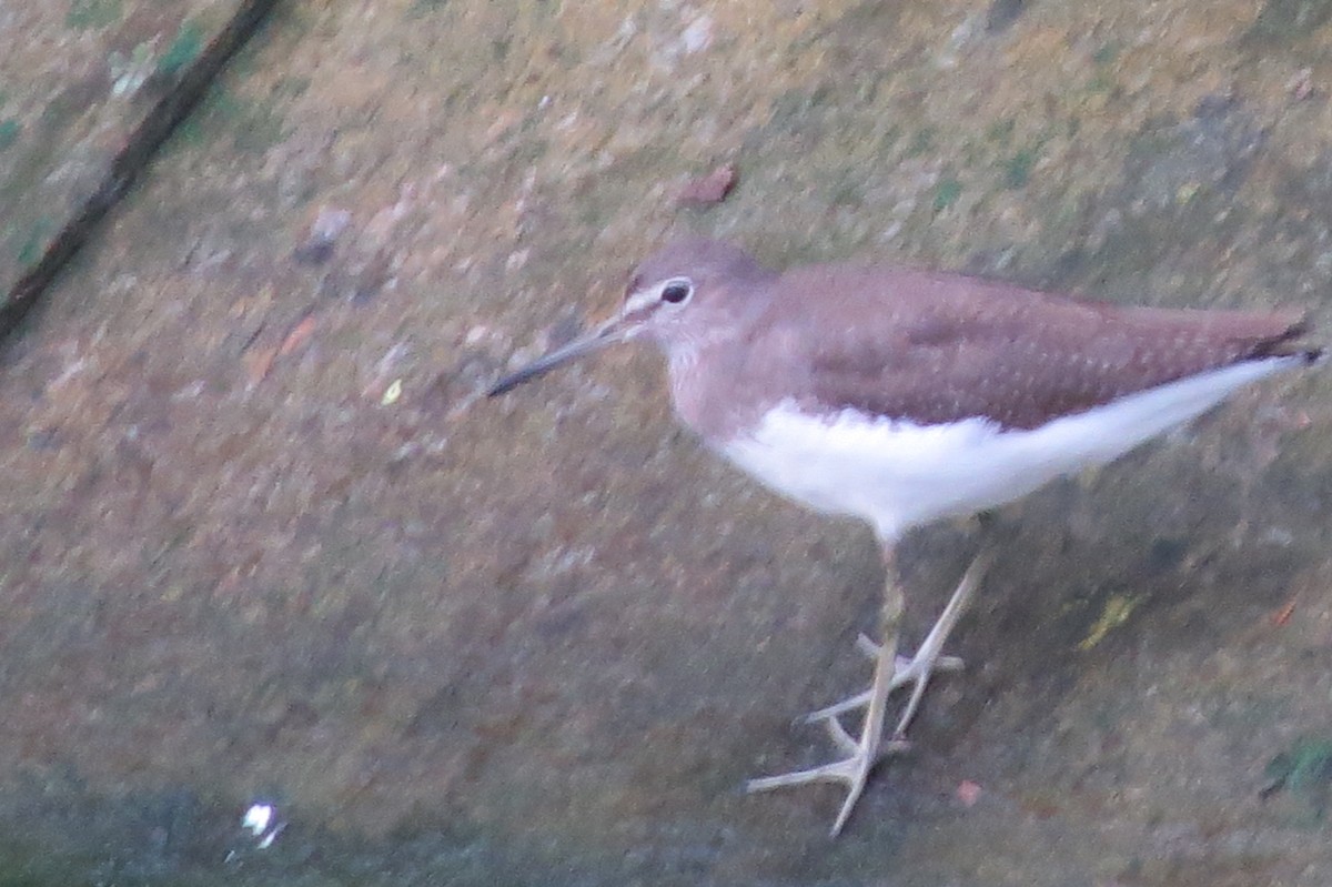 Green Sandpiper - ML494656341