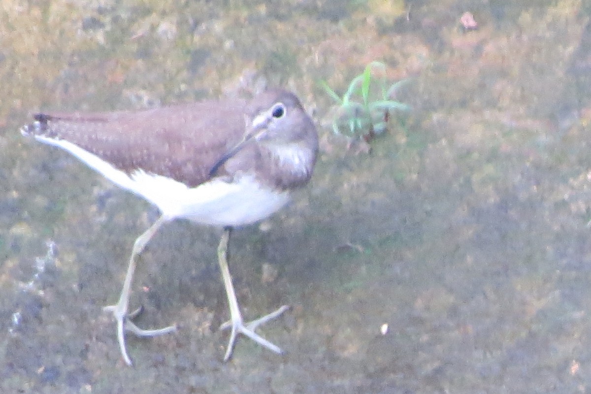 Green Sandpiper - Niro Nobert