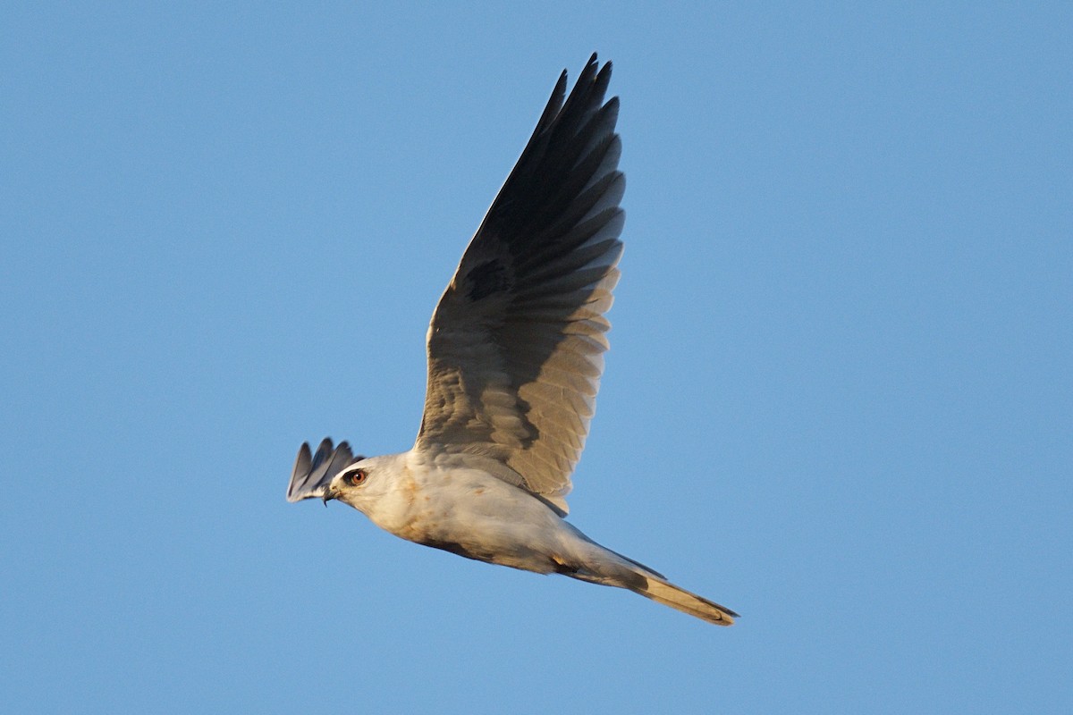 White-tailed Kite - ML494656451