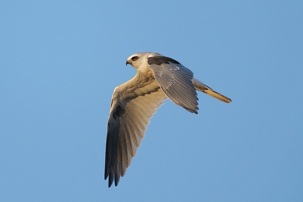 White-tailed Kite - Song Yu