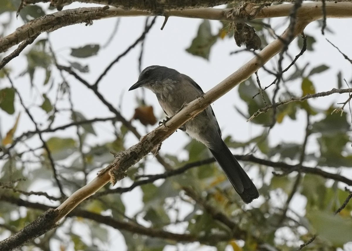 Woodhouse's Scrub-Jay - Rob Lowry